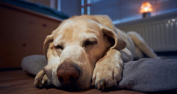 Sağlık Göstergesi Olarak Dönme Davranışı