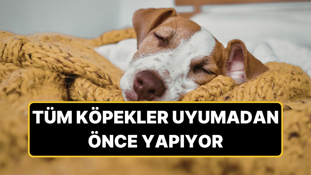 Köpekler Neden Yatmadan Önce Etraflarında Dönüyor?