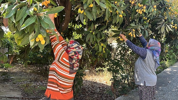 Alanya’nın İncekum Mahallesi’nde geleneksel tarım ile modern tropikal ürünlerin savaşı ilginç bir görüntüye sahne oldu.