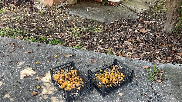 İki gündür devam eden ücretsiz hasat etkinliğinde ağaçlar el birliğiyle boşaltılıyor.