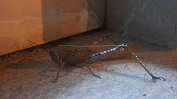 Silvan ilçe merkezinde gece nöbeti tutan 1 kişi, beklenmedik bir ziyaretçi ile karşılaştı.