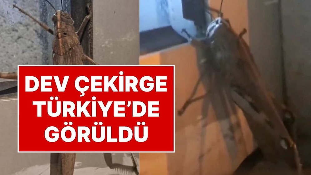 Dev Çekirge Türkiye'de! Dev Etçil Çekirgeyi Gören Bir Daha Baktı, Boyutu Şaşkınlık Yarattı