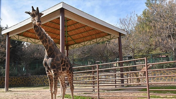Şimdi ise sıra, Şakir ile Selvi'nin minik yavrusuna isim bulmaya geldi!