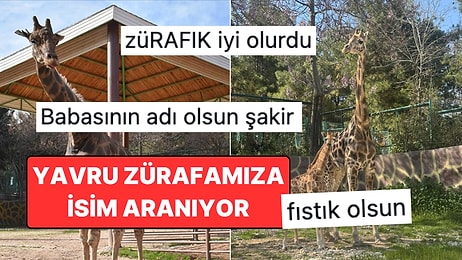 Türkiye'de Bir İlk: Gaziantep'te Zürafa Yavrusu Dünyaya Geldi, İsim Aranıyor!