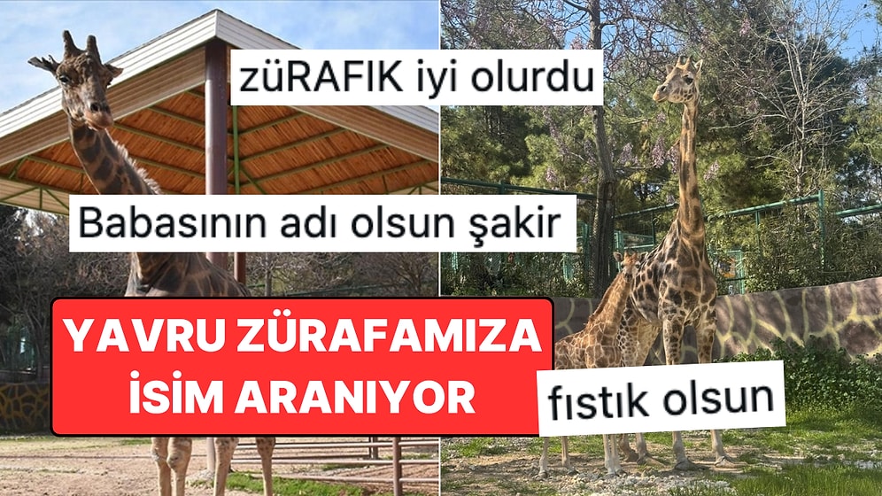 Türkiye'de Bir İlk: Gaziantep'te Zürafa Yavrusu Dünyaya Geldi, İsim Aranıyor!