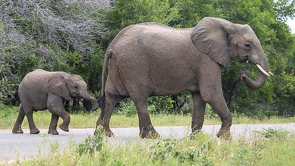 Primatlar ve Diğer Türlerde Ölüm Kavrayışı Var mı?