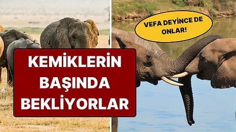 Sadece İnsanlara Özgü Sanılıyordu: Fillerin 'Yas Ritüeli' Sizi Şaşırtabilir!