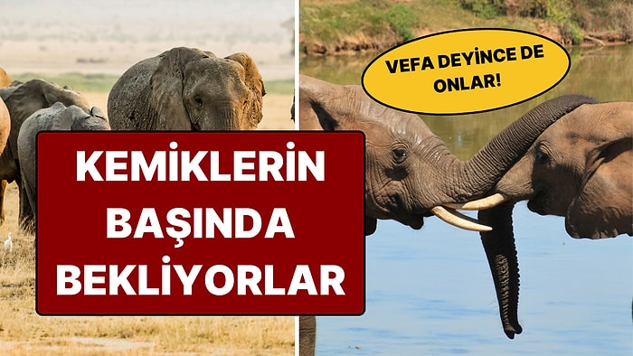 Sadece İnsanlara Özgü Sanılıyordu: Fillerin 'Yas Ritüeli' Sizi Şaşırtabilir!