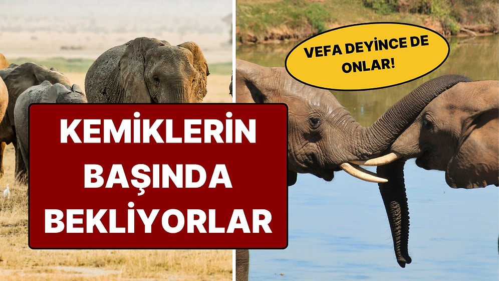 Sadece İnsanlara Özgü Sanılıyordu: Fillerin 'Yas Ritüeli' Sizi Şaşırtabilir!