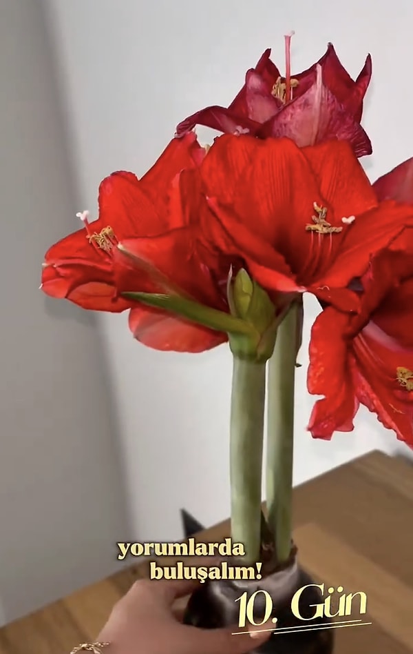 10. günün sonunda sizi resmen bir şölen karşılıyor.