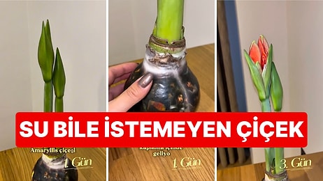 Ne Saksısı Var Ne Toprağı: Hiç Bakım Yapılmayan Güzelhatun Çiçeğinin 10 Günlük Efsane Değişimi!