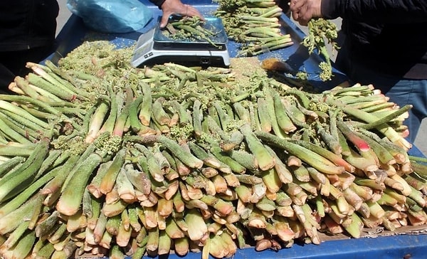 Doğu Anadolu’nun yüksek kesimlerinde kendiliğinden yetişen ve halk arasında “yayla muzu” olarak bilinen ışkın otu, baharın gelmesiyle birlikte Erzincan’da satışa sunulmaya başladı.