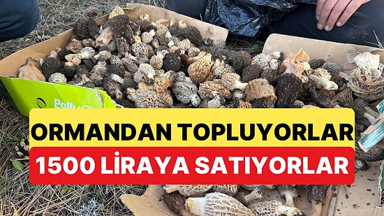 Kastamonu'da Ormanda Toplanan Mantarı Kilosu Bin Beş Yüz Liradan Satıyorlar