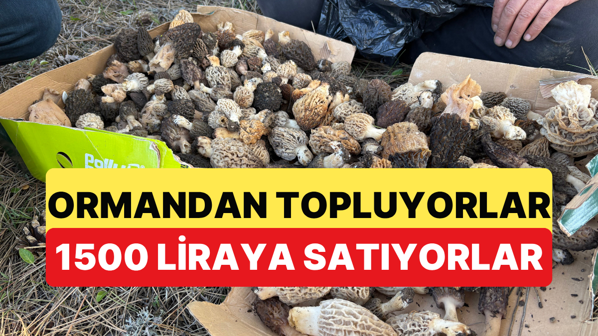 Kastamonu'da Ormanda Toplanan Mantarı Kilosu Bin Beş Yüz Liradan Satıyorlar