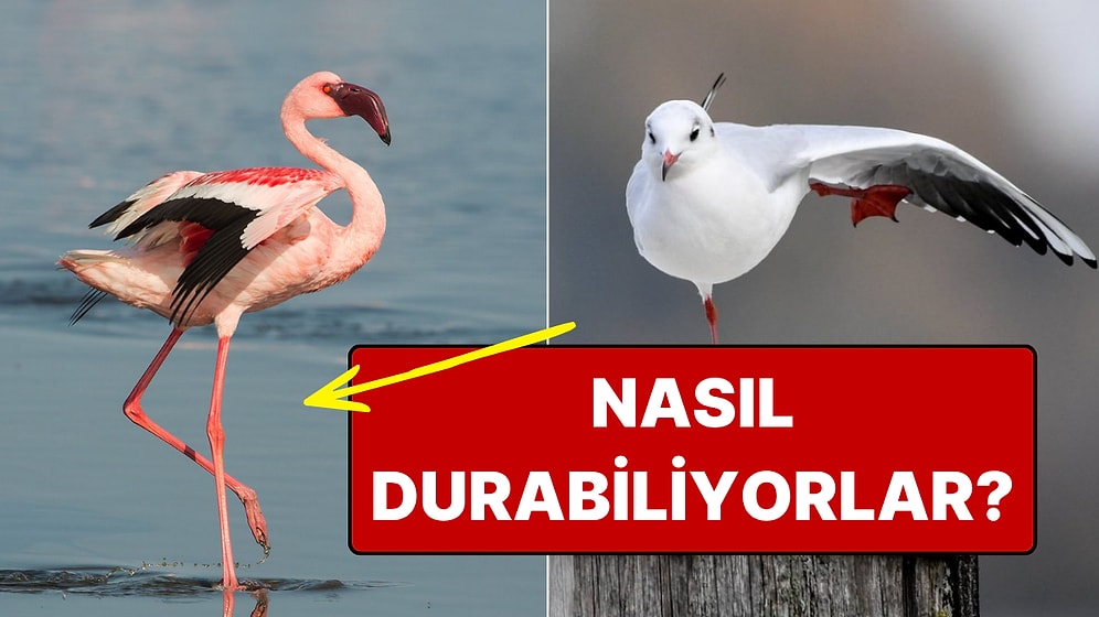 Nedeni Denge Değil: Martılar Neden Hep Tek Ayak Üstünde Durur?