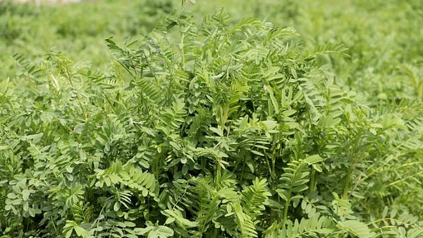 12 yıl süren ıslah çalışmaları sonucunda geliştirildi.