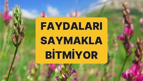 Hem Kuraklığa Hem Hastalığa Dayanıklı: 12 Yıllık Çalışma Sonucunda Yerli "Korunga" Bitkisi Üretildi