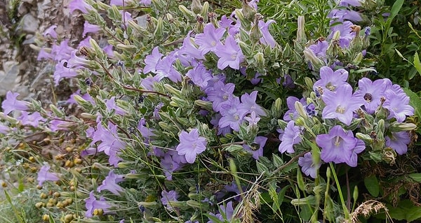 Sanayi faaliyetleri ve çevresel baskılar endemik türün geleceğini tehdit ediyor