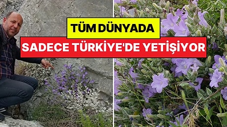 Dünyada Sadece Türkiye'de Yetişiyor: ’Küçük Çan’ Yok Olma Tehlikesiyle Karşı Karşıya