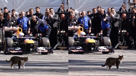 Istanbul's Cultural Ambassador: Stray Cat Crashes Formula 1 Filming in Uskudar