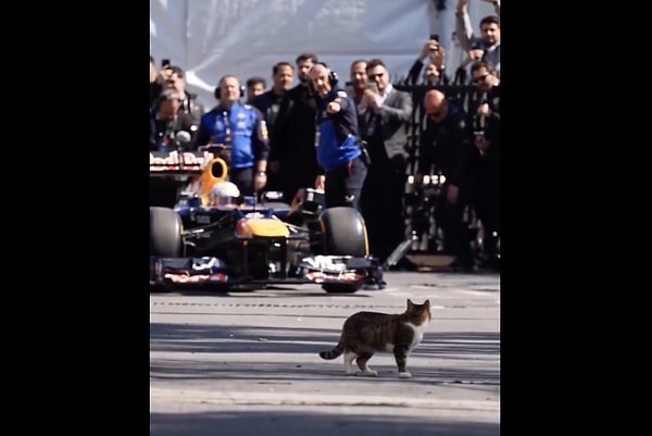 The rightful owner of the place has arrived.