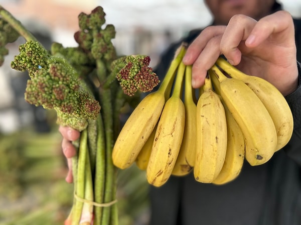 Ürünün tamamen organik ve ilaçsız olmasının en büyük avantajı olduğunu belirten Savur, yayla muzunun özelliklerini şu sözlerle övüyor: