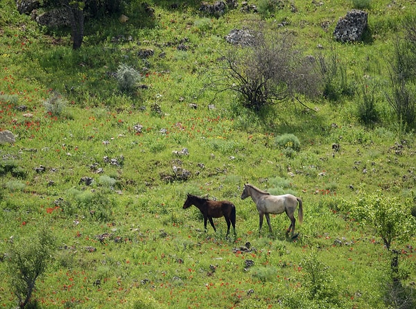 Adıyaman denilince akla gelen Nemrut Dağı’na dev bir rakip doğuyor.