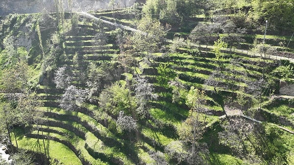 Karadeniz’in zorlu coğrafyasında imkansızı başaran bir ailenin hikâyesi, tarımın ve toprağa bağlılığın önemini bir kez daha gözler önüne seriyor.