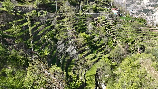 Artvin’in dik yamaçlarında tarım yapabilmek için uygulanan bu geleneksel yöntem, sadece üretim alanı kazandırmakla kalmıyor, aynı zamanda erozyonu önleyerek toprağın kaymasını da engelliyor.