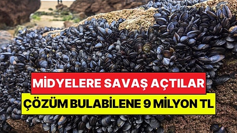 Tüm Şehir Midyelere Savaş Açtı: Çözüm Bulabilene 9 Milyon TL Ödül Verilecek