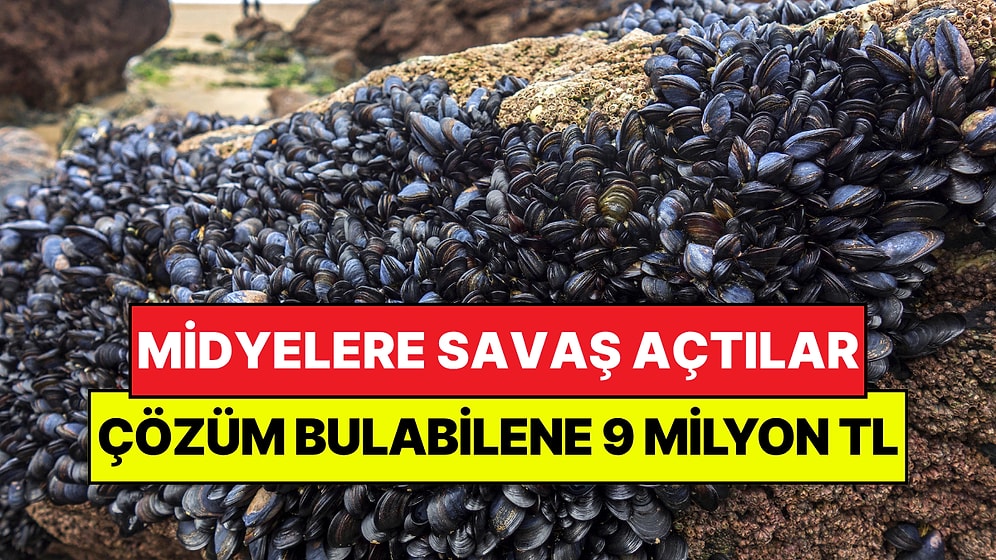 Tüm Şehir Midyelere Savaş Açtı: Çözüm Bulabilene 9 Milyon TL Ödül Verilecek
