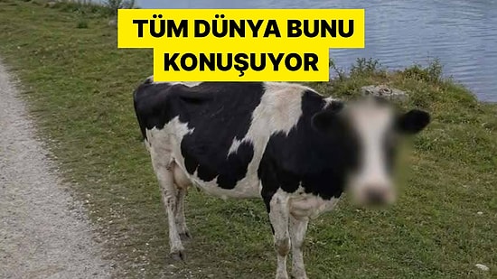 Google Haritalar'ın İneğin Yüzünü Sansürlemesi Dünya Çapında Viral Oldu