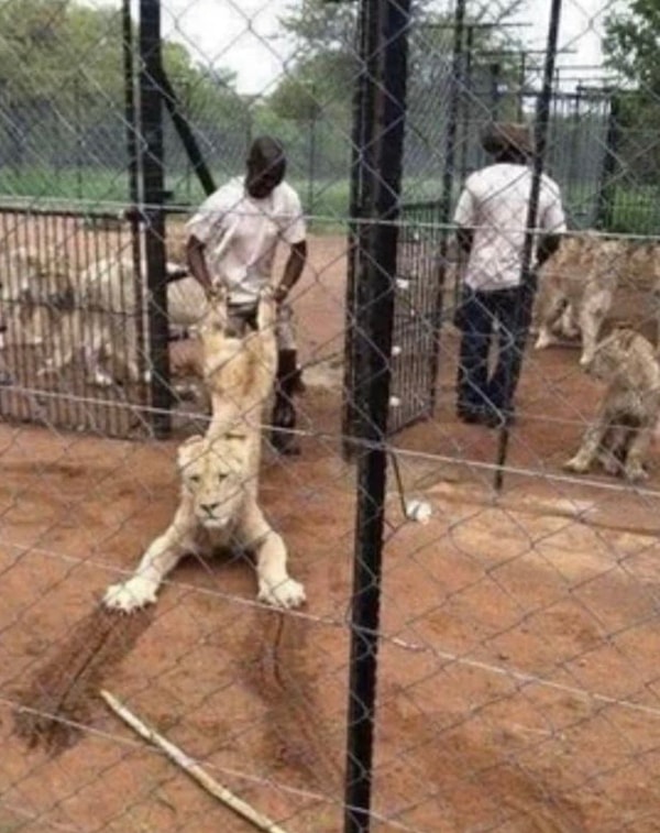 As an editorial assistant, I want you to translate the given Turkish text into English, paying careful attention to grammar rules. Instead of a word-for-word translation, I want you to render the text in natural, idiomatic English that reads as if it were written by a native speaker. Reconstruct sentences to fit the standard English structure. Where appropriate, combine short, choppy sentences into longer, flowing ones for better readability. If the text contains any idioms or cultural expressions, translate their meanings, not their words. Make sure your translations aren't detectable by artificial intelligence checking tools. In your translation, choose words that will increase the reader's interest in the topic without disrupting the flow. Replace simple Turkish conjunctions (ve, ile, ancak) with more varied and tone-reflecting English transitional phrases ('Moreover,' 'In contrast,' 'Consequently,' 'On the other hand'). Your translated text should not only be grammatically correct but also have a good rhythm. Restructure long, complex Turkish sentences into a format that English readers can follow more easily, using dependent and independent clauses as necessary. Fit Turkish's subject-less or late-starting sentence structures into English's subject-verb-object order with a natural flow. Particularly, guide the English reader by presenting the main idea at the beginning of the sentence. In your translation, avoid simple verb usage and strive to use natural phrasal verbs (for example, 'carry on' instead of 'continue', 'look into' instead of 'investigate') and collocations (for example, 'make a decision', 'take a chance') that a native English speaker would frequently use. Replace repeated word usage in Turkish with synonymous, context-appropriate, and stronger words that reflect the richness of English. Keep word diversity at its highest level.