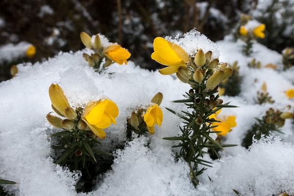 Isınan toprak yapısı yeni ekosistemlerin oluşmasına zemin hazırlıyor