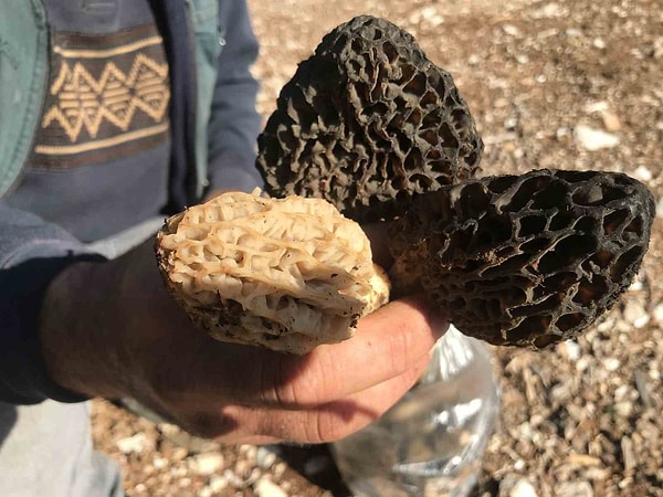 Köylüce ve Çevre Mahallelerde Yaşayan Vatandaşlar Günün İlk Işıklarıyla Birlikte Hasat İçin Dağlara Çıkıyor