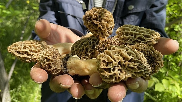 Gastronomi Dünyasının Vazgeçilmezi Olan Bu Nadide Tür Yüksek Piyasa Değeriyle Dikkat Çekiyor