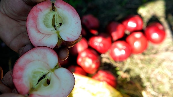 Yüksek Antosiyanin İçeriği Sayesinde Bağışıklık Sistemine Büyük Destek Sağlıyor