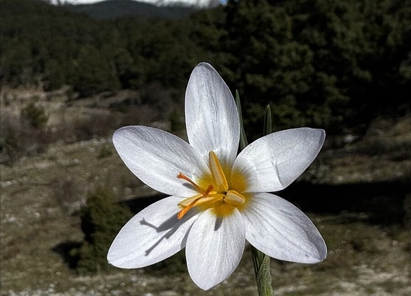 Bölge florasına dair hazırlanan eserler gelecek nesillere rehberlik etmeyi hedefliyor