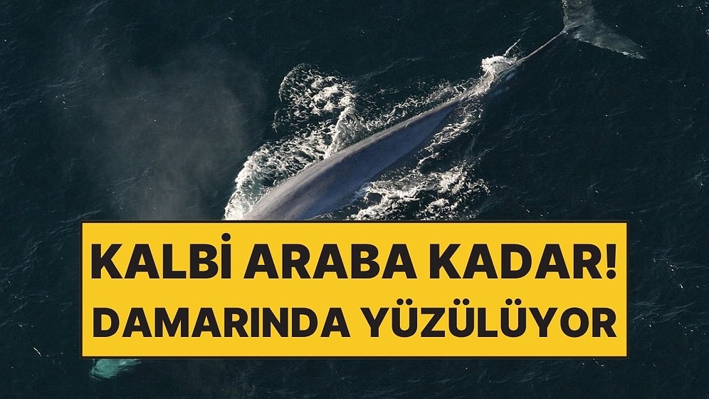 Damarları O Kadar Geniş ki İçinden Geçmek Mümkün!