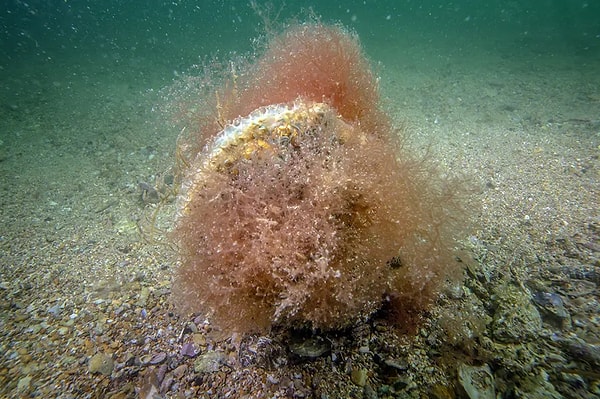 Koruma altına alınan bölgede kurulacak istasyonla çevresel değişimler anlık izleniyor