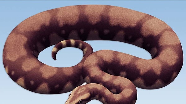 Bilim insanları uyarıyor: Daha sıcak dünya, daha büyük sürüngenler anlamına gelebilir