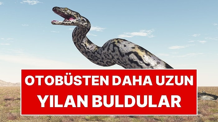 Otobüsten Daha Uzun Dev Yılan Keşfedildi