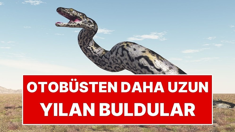 Otobüsten Daha Uzun Dev Yılan Keşfedildi