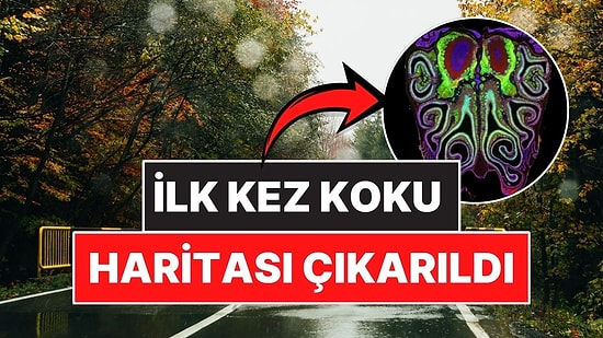 Bilim İnsanları İlk Kez Bir Koku Haritası Çıkardı