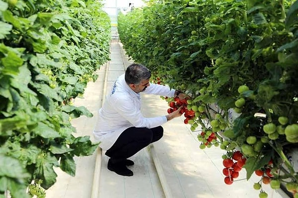 Enerji üretim sürecinde açığa çıkan atık ısının da değerlendirilmesiyle sera projesinin ortaya çıktığını belirten Yakut, üretim modelini şu ifadelerle aktardı: