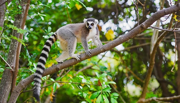Lemurlar, bitkiler ve keşfedilmeye devam eden yaşam formları