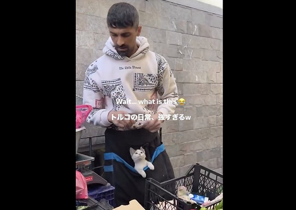 Kedilerin başkenti "Catstanbul".