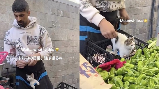 Japanese Resident in Istanbul Captures Heartwarming Bond Between Vendor and Cat