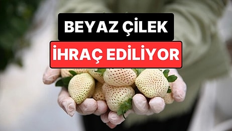 Yapay Zeka Destekli Serada Üretiliyor: Beyaz Çilek 5 Ülkeye İhraç Ediliyor