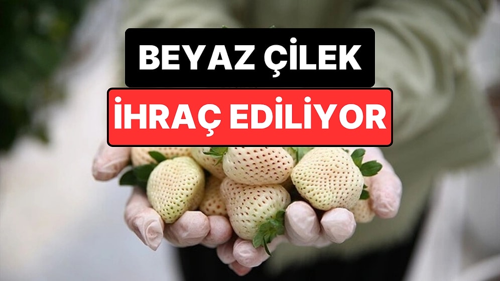 Yapay Zeka Destekli Serada Üretiliyor: Beyaz Çilek 5 Ülkeye İhraç Ediliyor